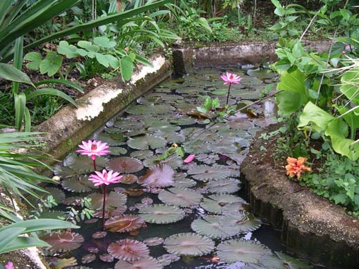 lilly pond