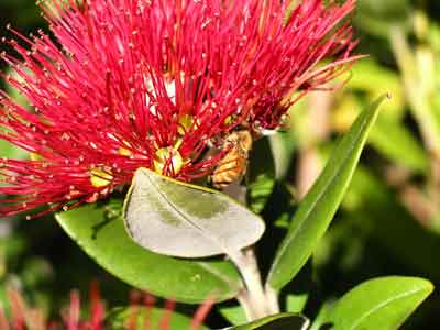 Pohutukawa Bl&uuml;te